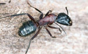 Carpenter ants with red or brown thorax